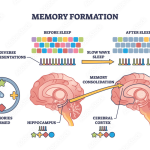Memory Formation: Groundbreaking Insights into Learning and Treatment